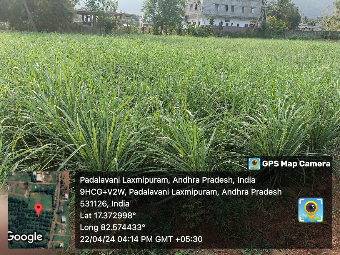 Lemon Grass Cultivation.jpeg